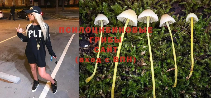 Галлюциногенные грибы Magic Shrooms  цены   Новочеркасск 